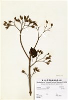 藏品(海州常山)的圖片